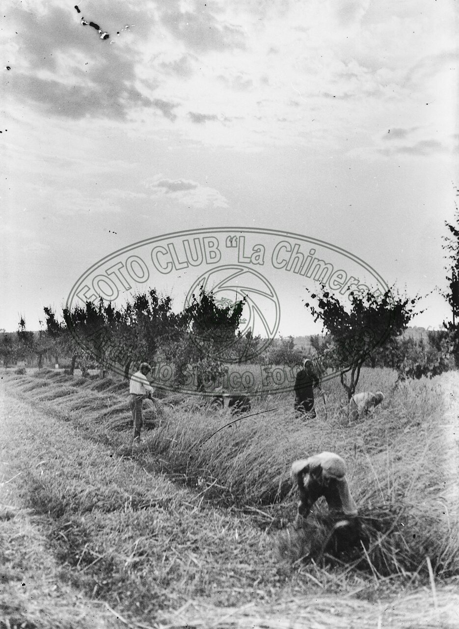 Mietitura del grano