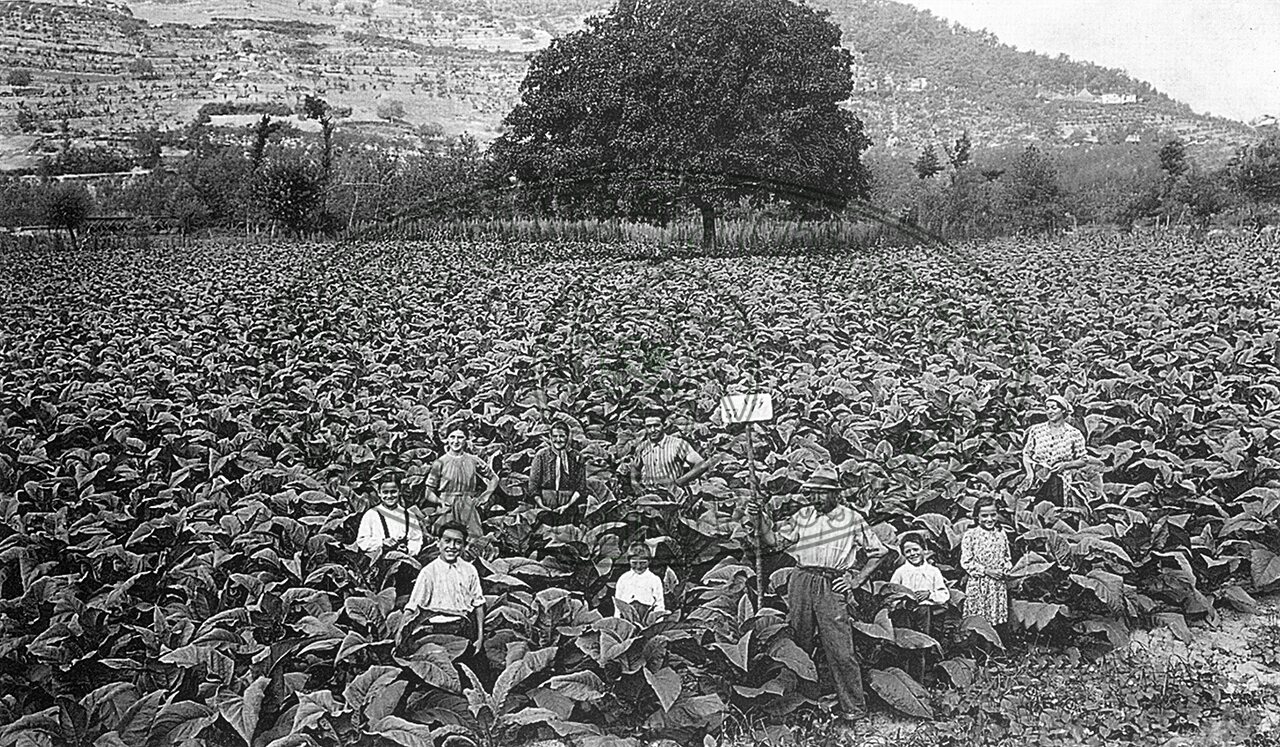 Campo di tabacco
