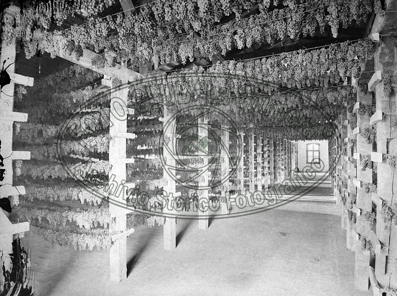 Produzione vinicola