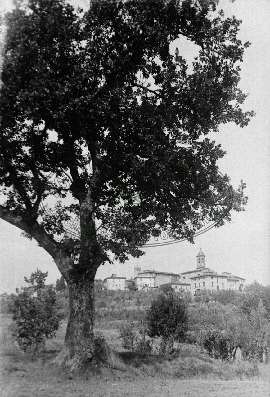 Grande quercia