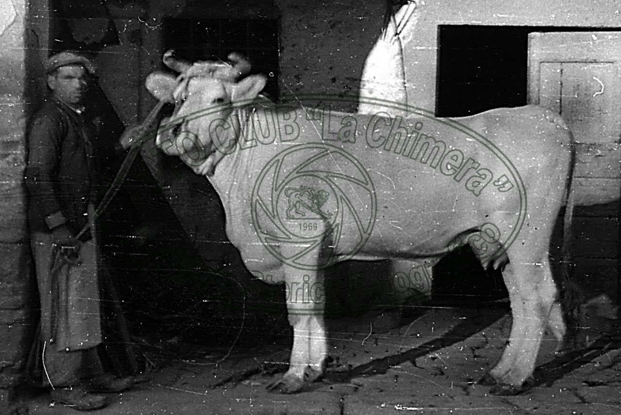 Razza chianina