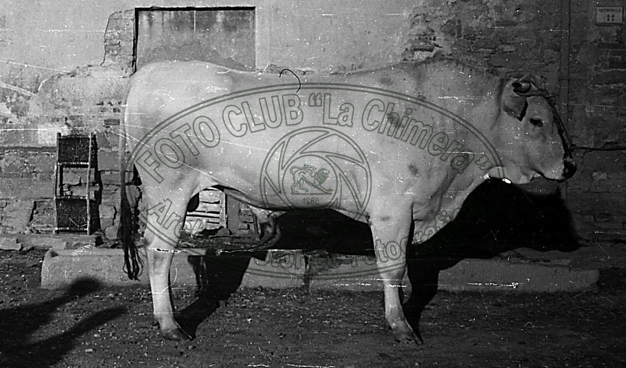 Razza chianina