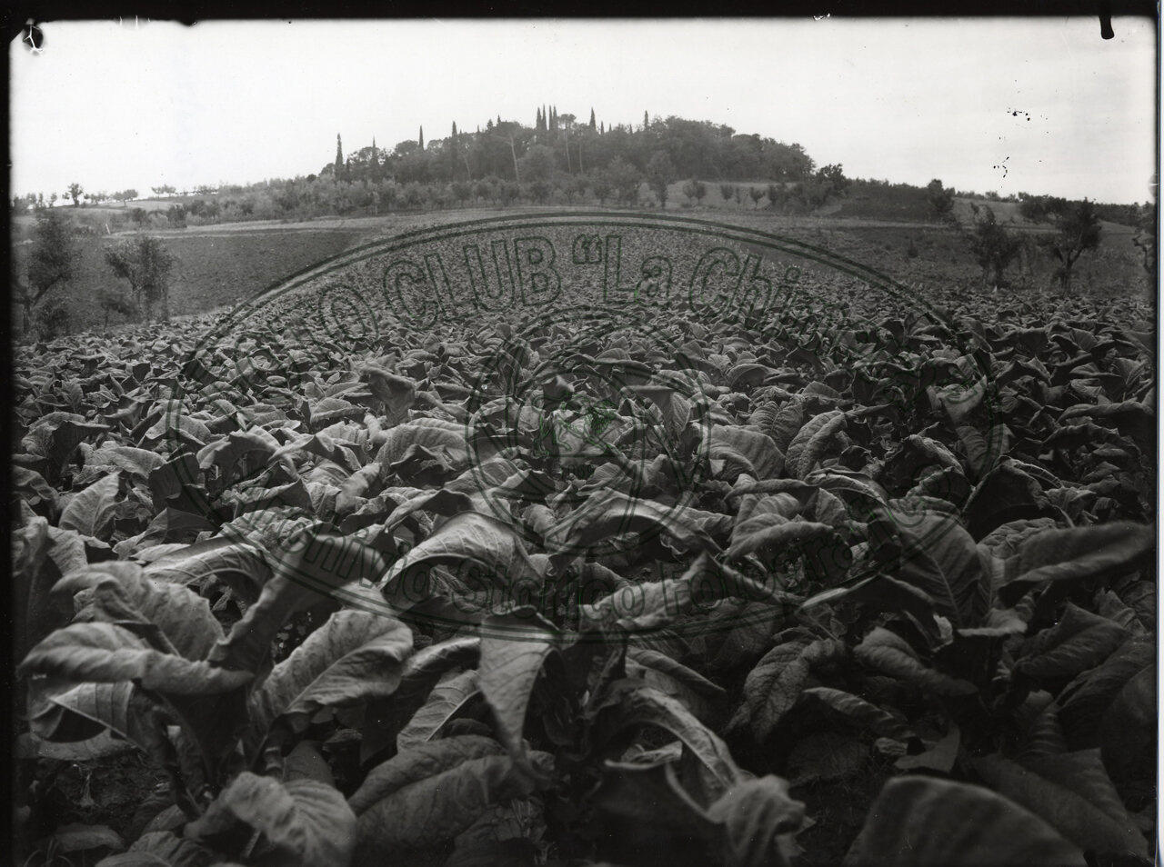 Produzione tabacco