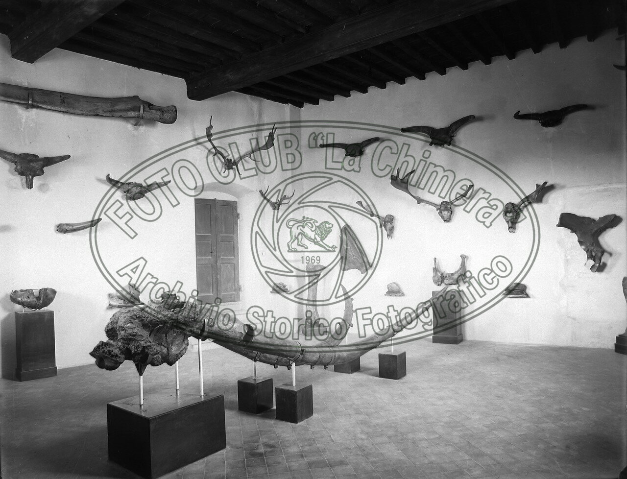 Museo paleontologico