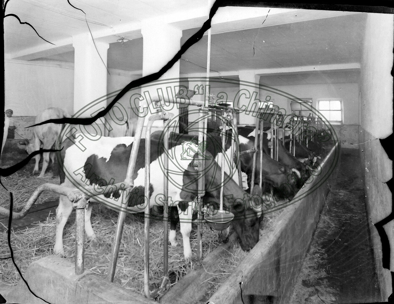 Sansepolcro Conte Cavazza Fattoria Di Gricignano Stalla Con Mucche