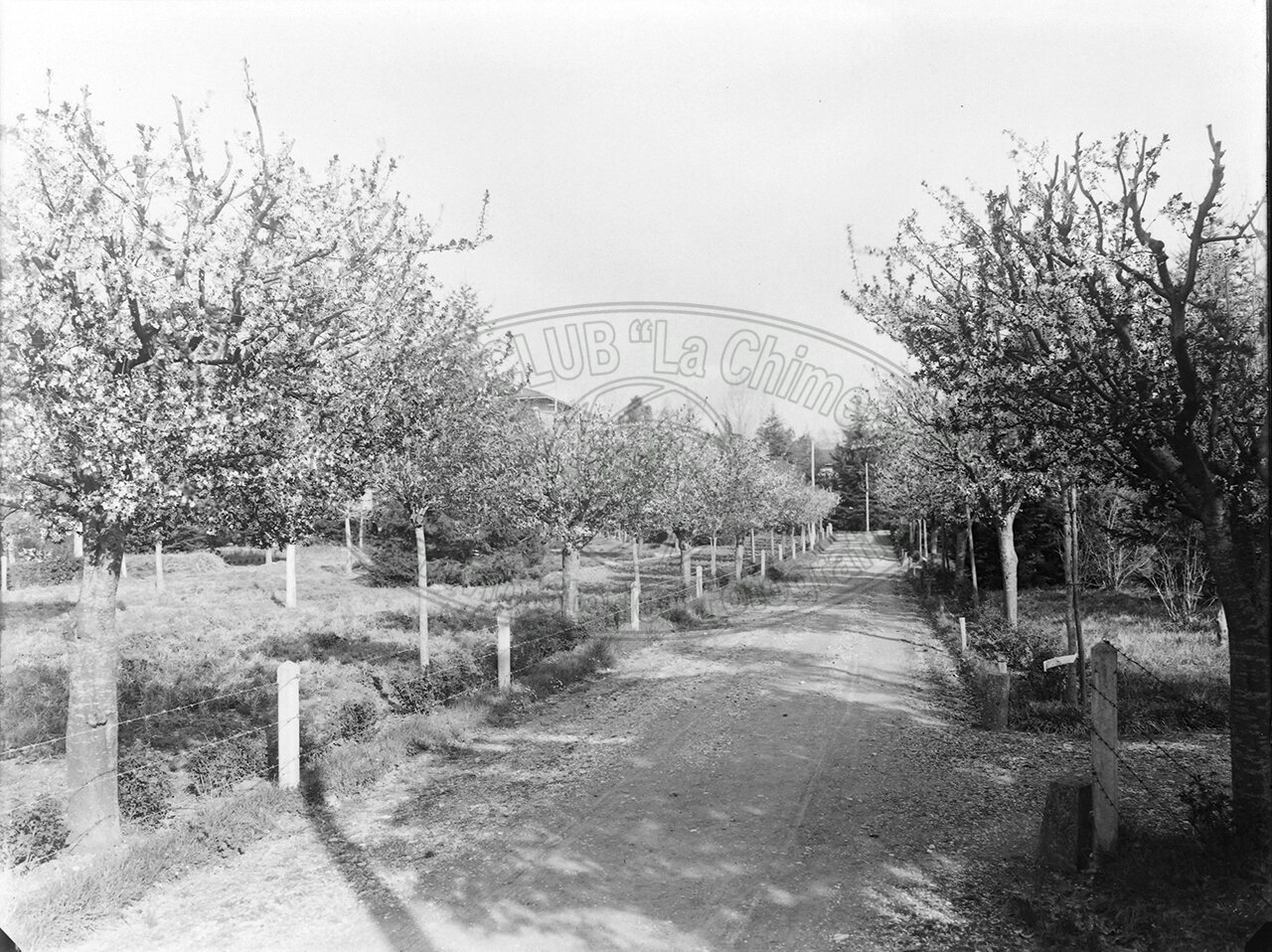 Arezzo Manicomio Viale